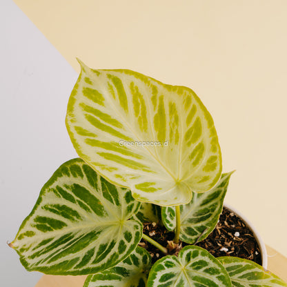 Anthurium Silver Hope