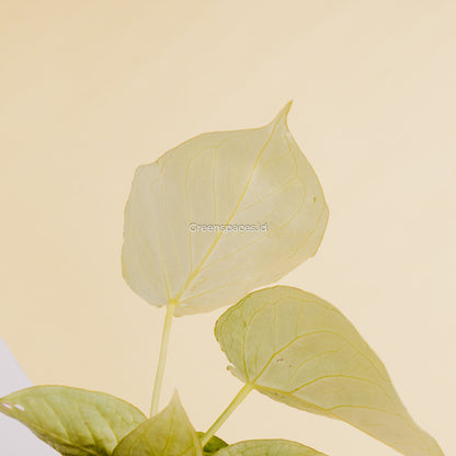 Anthurium Silver Hope