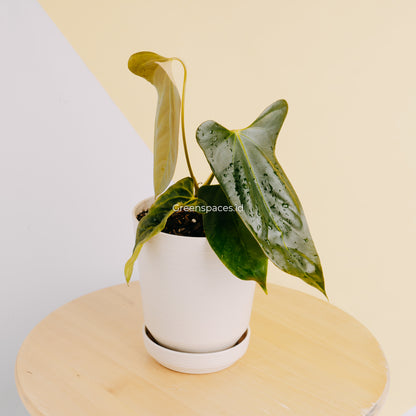 Anthurium Portillae Indonesia Type