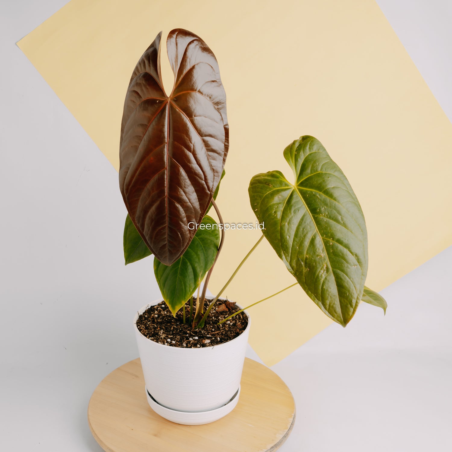 anthurium chamberlainii care Anthurium Modeanum – Greenspaces.id