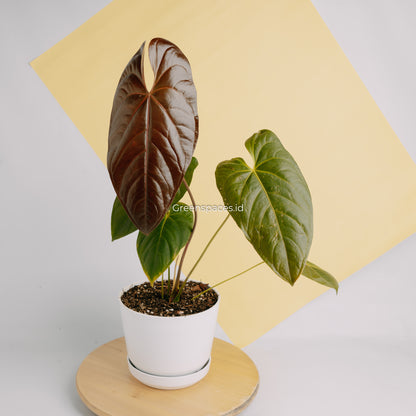 Anthurium Modeanum