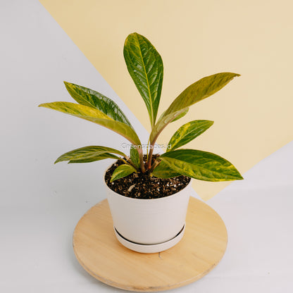 Anthurium jenmanii variegated