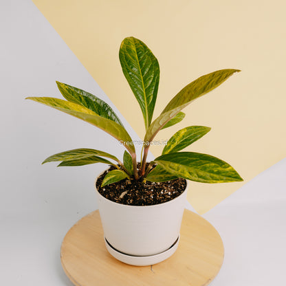 Anthurium jenmanii variegated