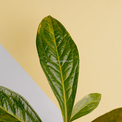 Anthurium jenmanii variegated