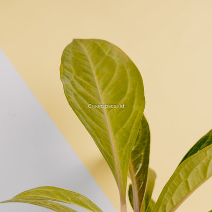 Anthurium jenmanii variegated