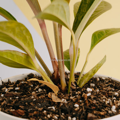 Anthurium jenmanii variegated