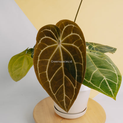 Anthurium Crystalinum Dark form