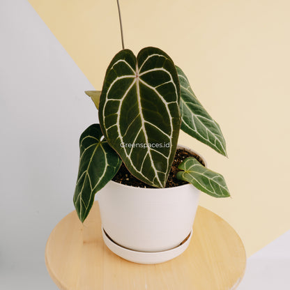 Anthurium Crystalinum X Papilaminum