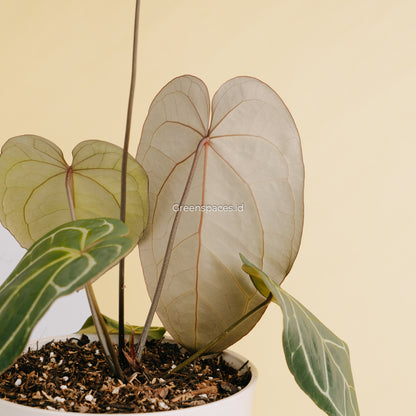 Anthurium Crystalinum X Papilaminum