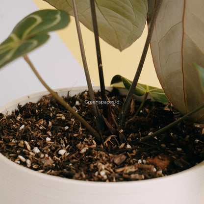 Anthurium Crystalinum X Papilaminum