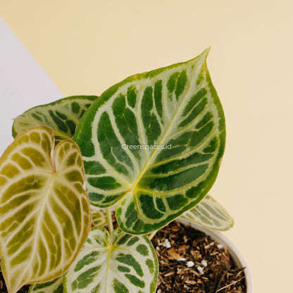 Anthurium Dorayaki Silver