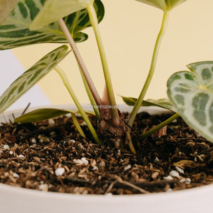 Anthurium Dorayaki Silver