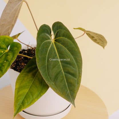 Anthurium Dark Phoenix X Night Queen