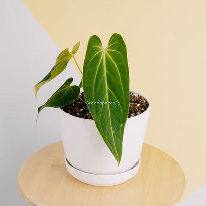 Anthurium Dark Mama Medium (Papillilaminum x Warocqueanum) - Greenspaces.id