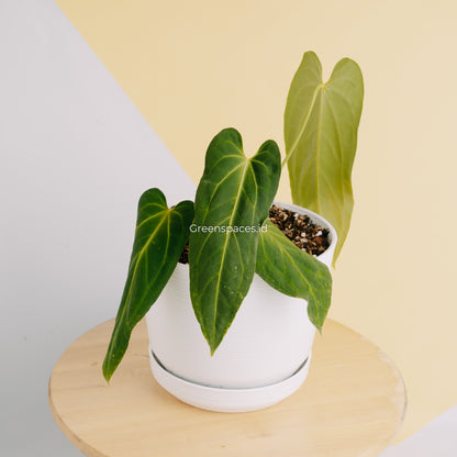 Anthurium Dark Mama Medium (Papillilaminum x Warocqueanum) - Greenspaces.id