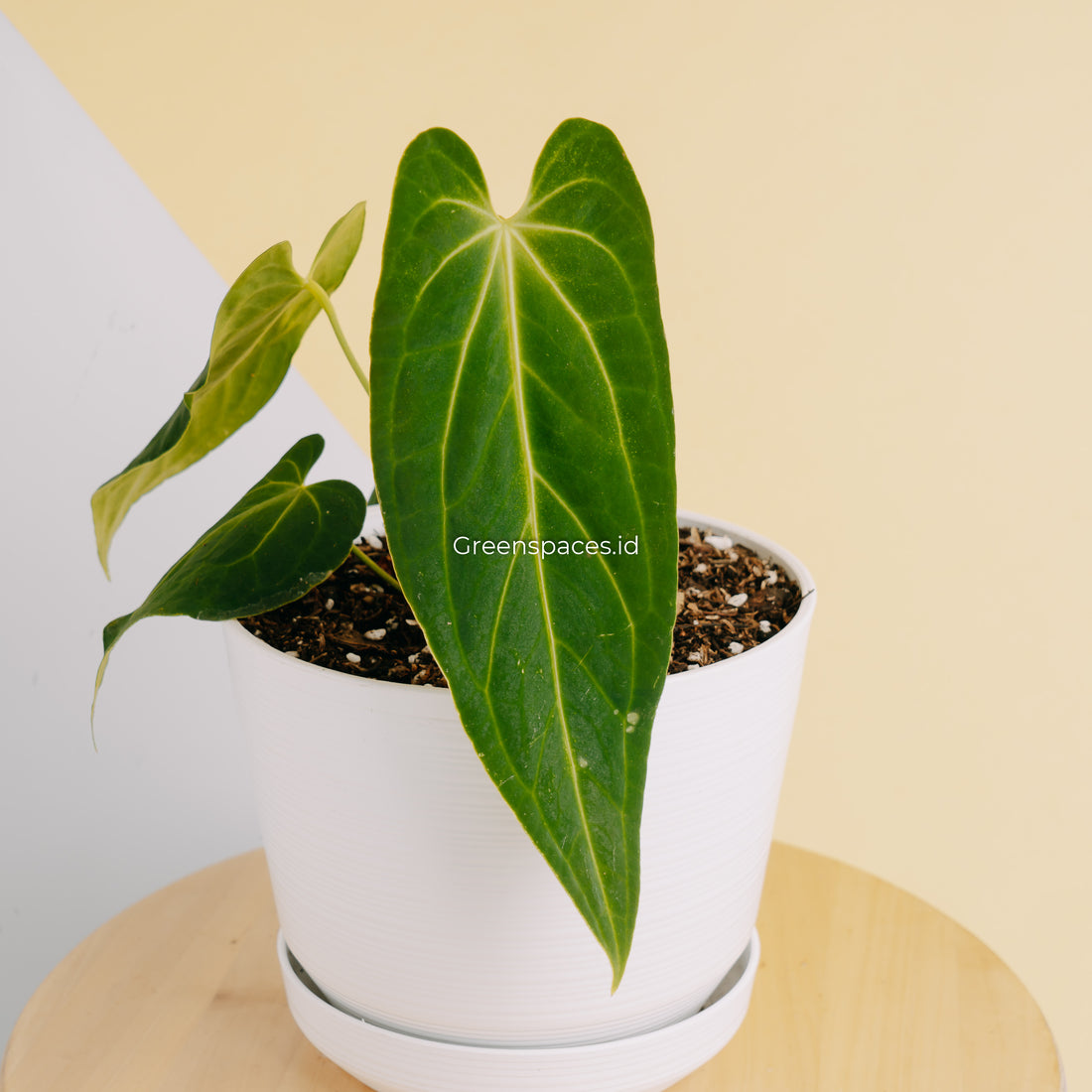 Anthurium Dark Mama Medium (Papillilaminum x Warocqueanum)
