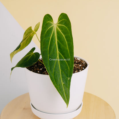 Anthurium Dark Mama Medium (Papillilaminum x Warocqueanum) - Greenspaces.id