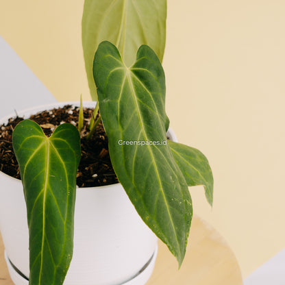 Anthurium Dark Mama Medium (Papillilaminum x Warocqueanum) - Greenspaces.id