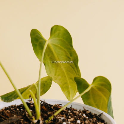 Anthurium Dark Mama Medium (Papillilaminum x Warocqueanum) - Greenspaces.id