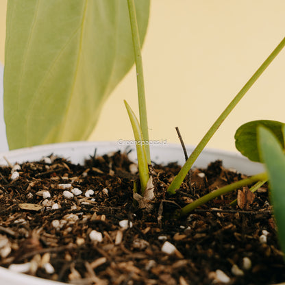 Anthurium Dark Mama Medium (Papillilaminum x Warocqueanum) - Greenspaces.id