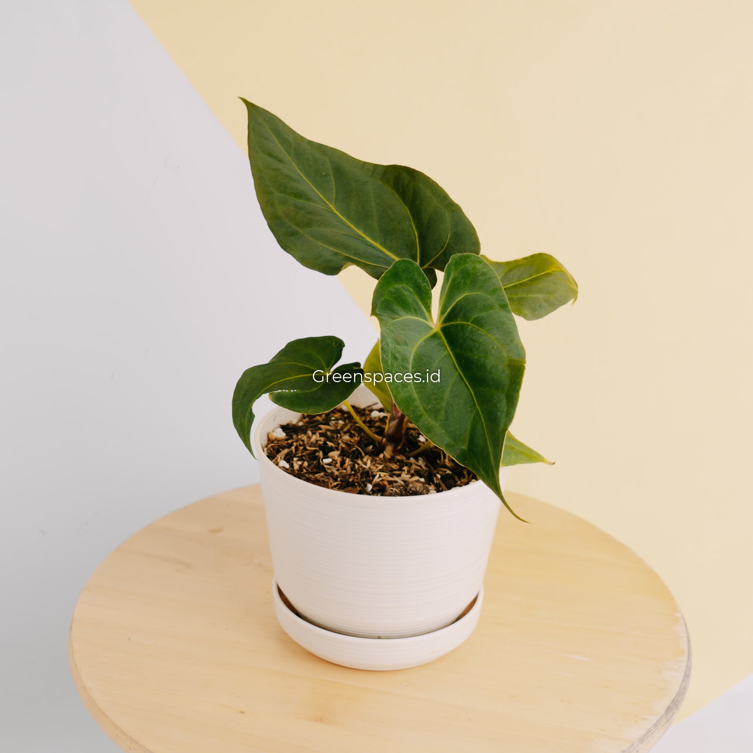 anthurium papillilaminum indonesia form Anthurium Papillilaminum Narrow Form