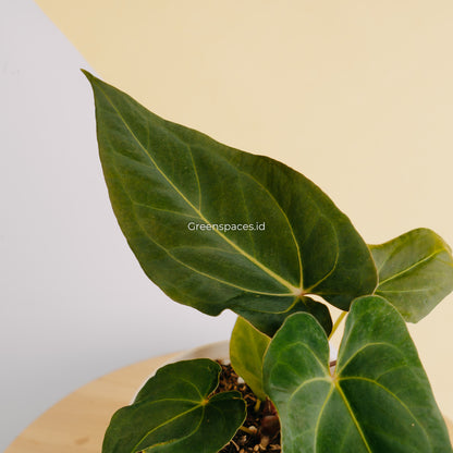 Anthurium Papillilaminum Narrow Form