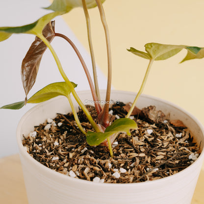 Anthurium Papillilaminum Narrow Form