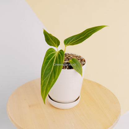 Anthurium HU x Warocqueanum