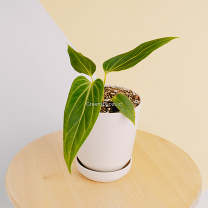 Anthurium HU x Warocqueanum