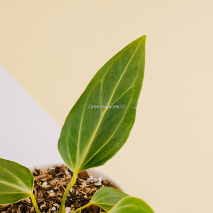 Anthurium HU x Warocqueanum