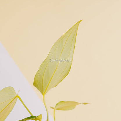 Anthurium HU x Warocqueanum