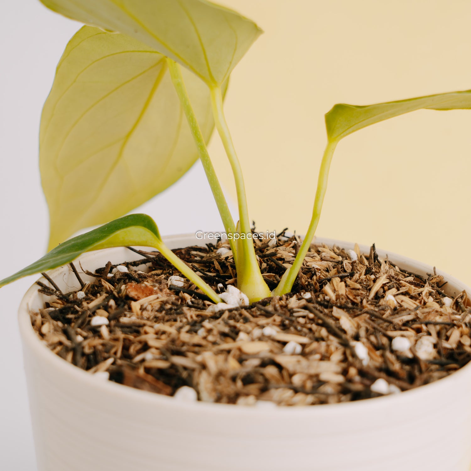 anthurium hu Anthurium HU x Warocqueanum – Greenspaces.id