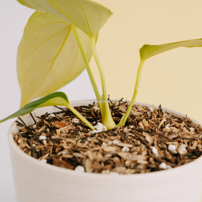 Anthurium HU x Warocqueanum