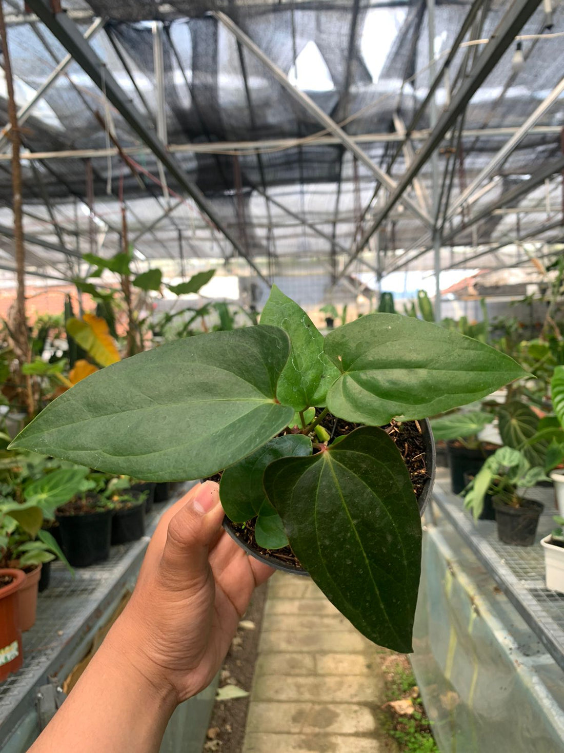 Anthurium Nigrolaminum Gigi x Papilaminum