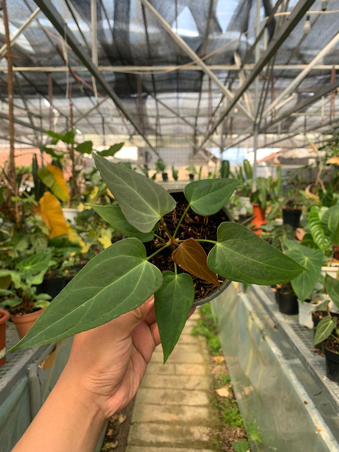 Anthurium Portilae x Papilaminum