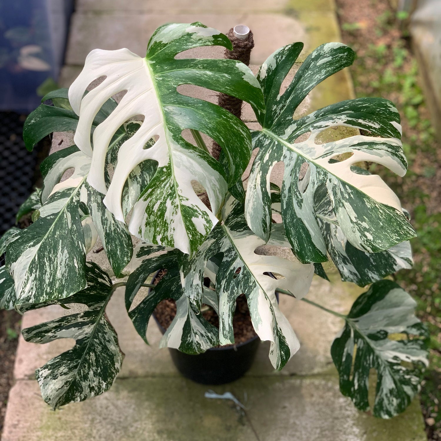 Monstera Albo White Tiger Variegated Lush