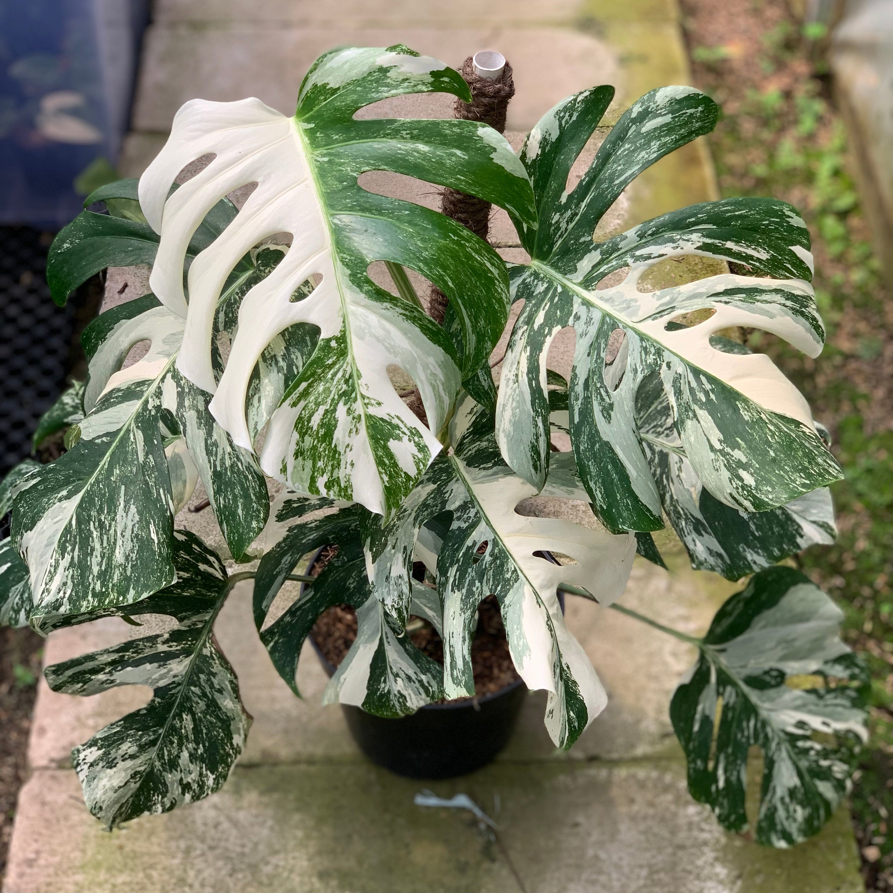 Monstera Albo White Tiger Variegated Lush