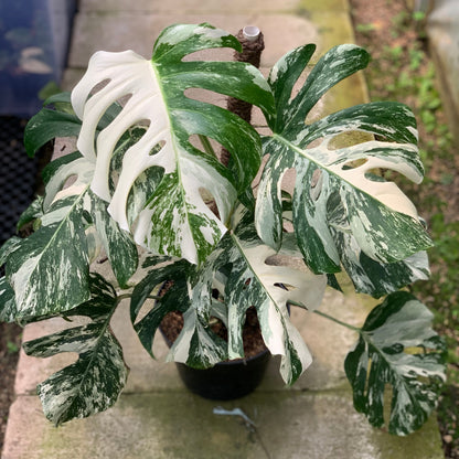 Monstera Albo White Tiger Variegated Lush