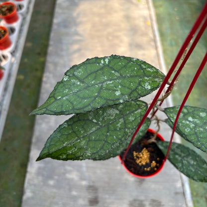 Hoya Clemensiorum Kemiri Gatot Kaca