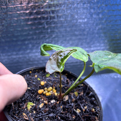 RP36-9 Anthurium Portilae Indo x Forgetti Variegated