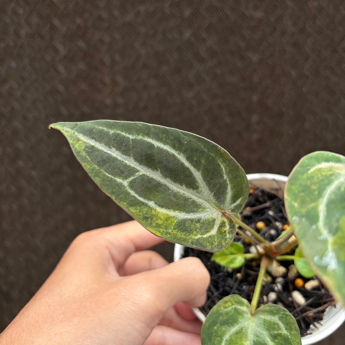 RP33-10	Anthurium BVIT x Michelle Variegated