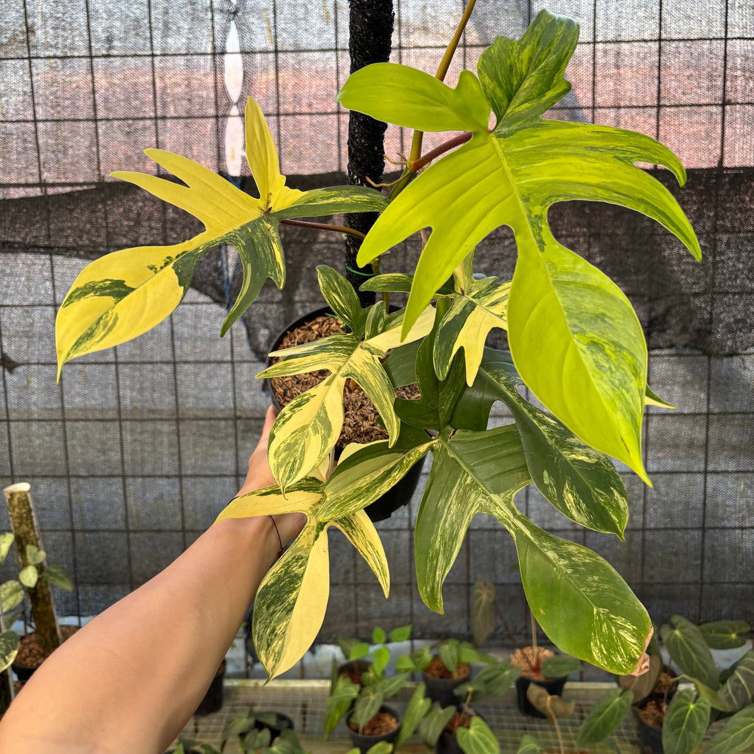 RP29-9 Philodendron Florida Beauty Mature Size