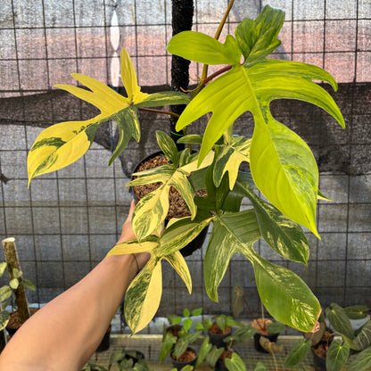 RP29-9 Philodendron Florida Beauty Mature Size