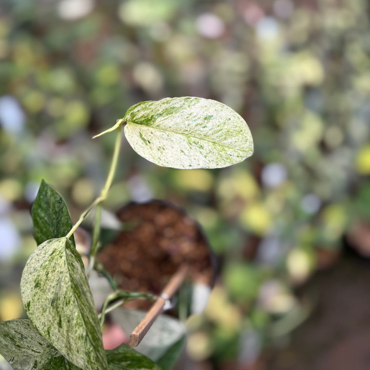 Epipremnum Pinnatum Hanoman