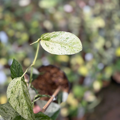 Epipremnum Pinnatum Hanoman