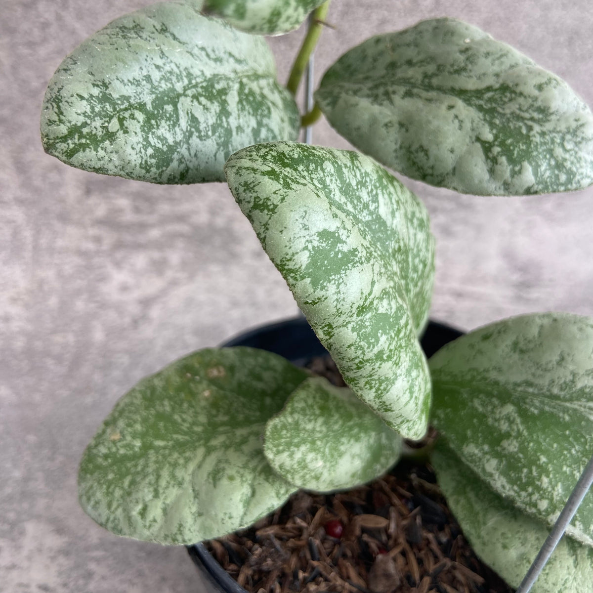 RP69-10	Hoya Waymaniae Cloudy Sky