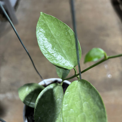 Hoya Moon Blush (AFF Vitellina x SP Sumbawa)