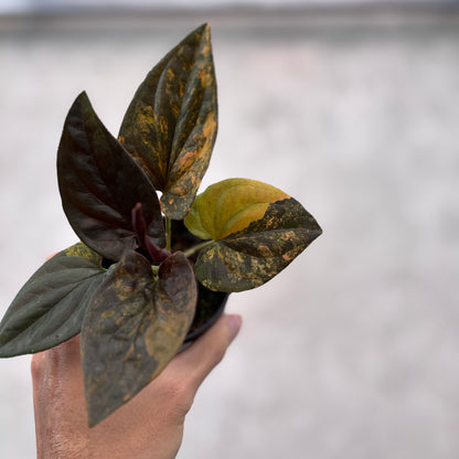 Syngonium Red Arrow