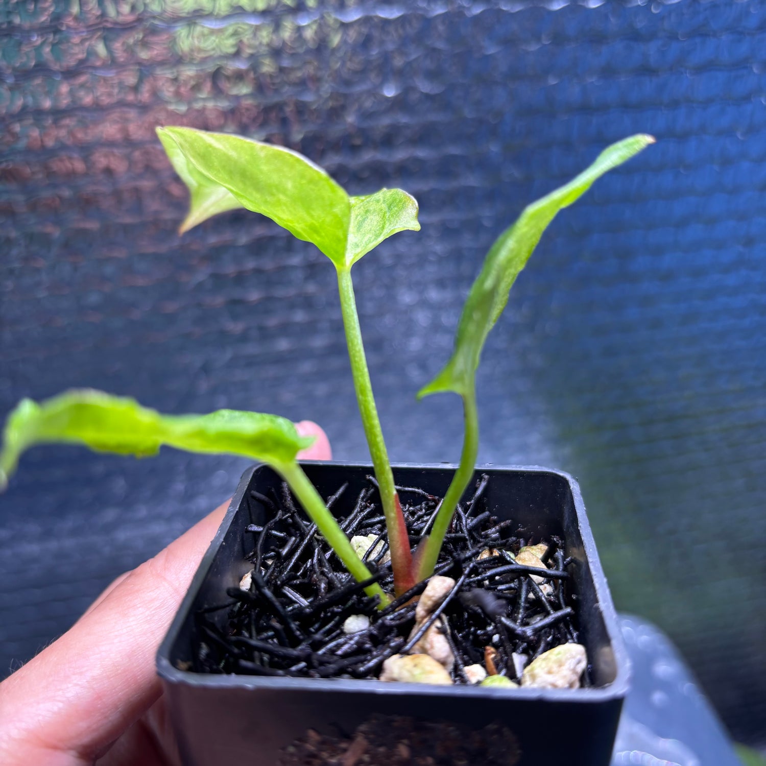 RP38-9 Anthurium Fortsherman x Darkphoenix Variegated