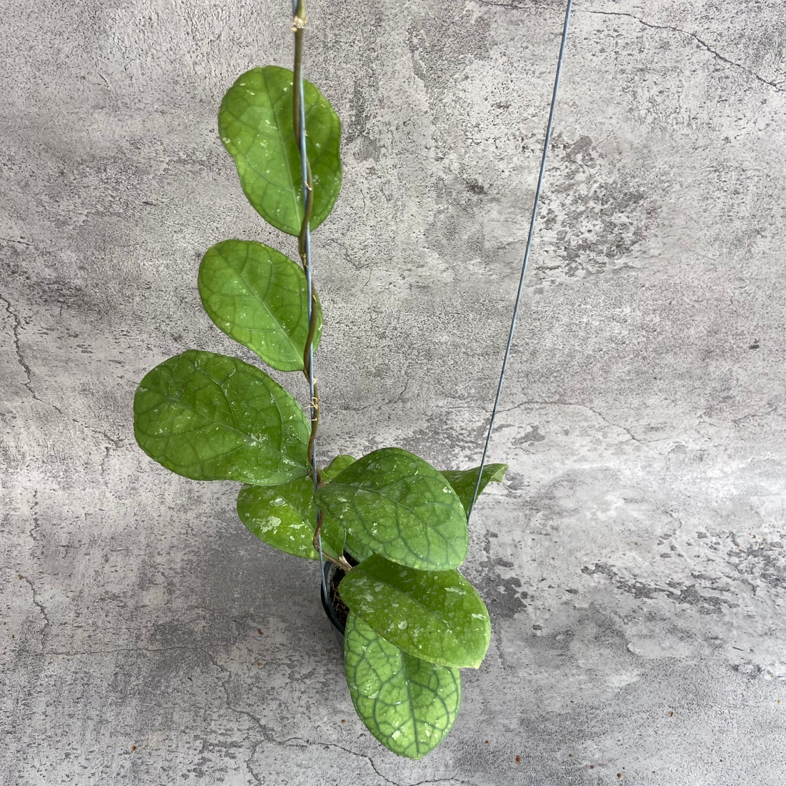 RP58-10	Hoya SP Bengkulu Roundleaf